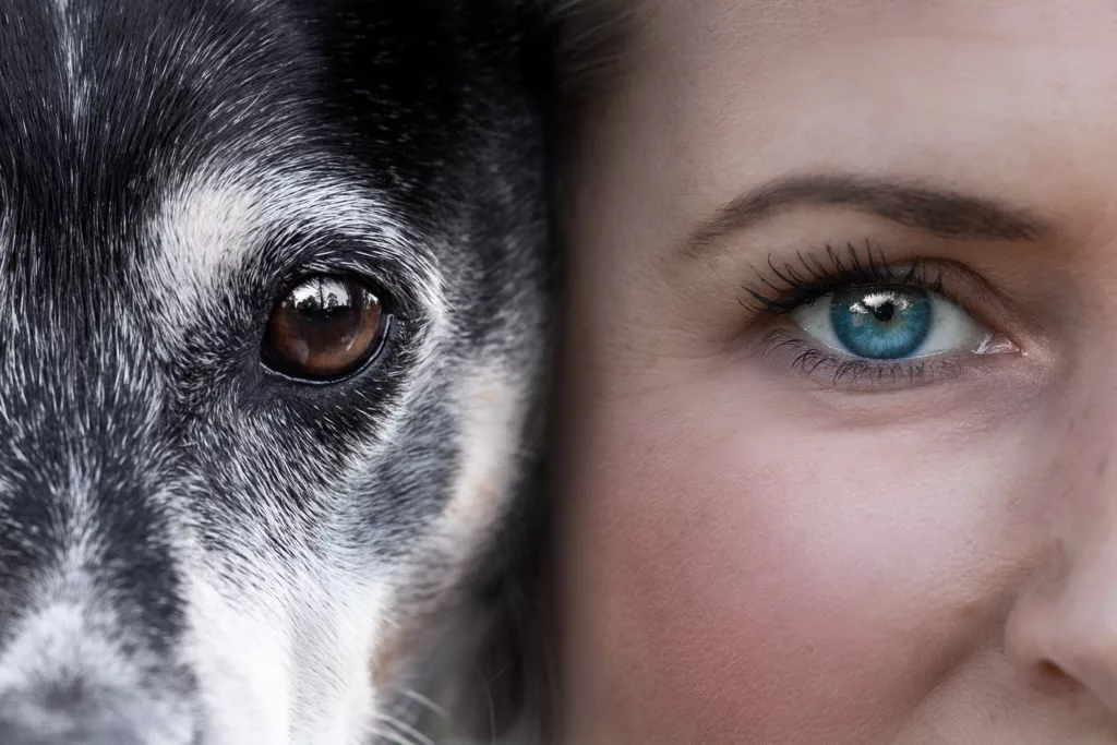 Hundefotografie, Hundefoto, Siegen, Freudenberg, Tierfotografie, Tierfotos