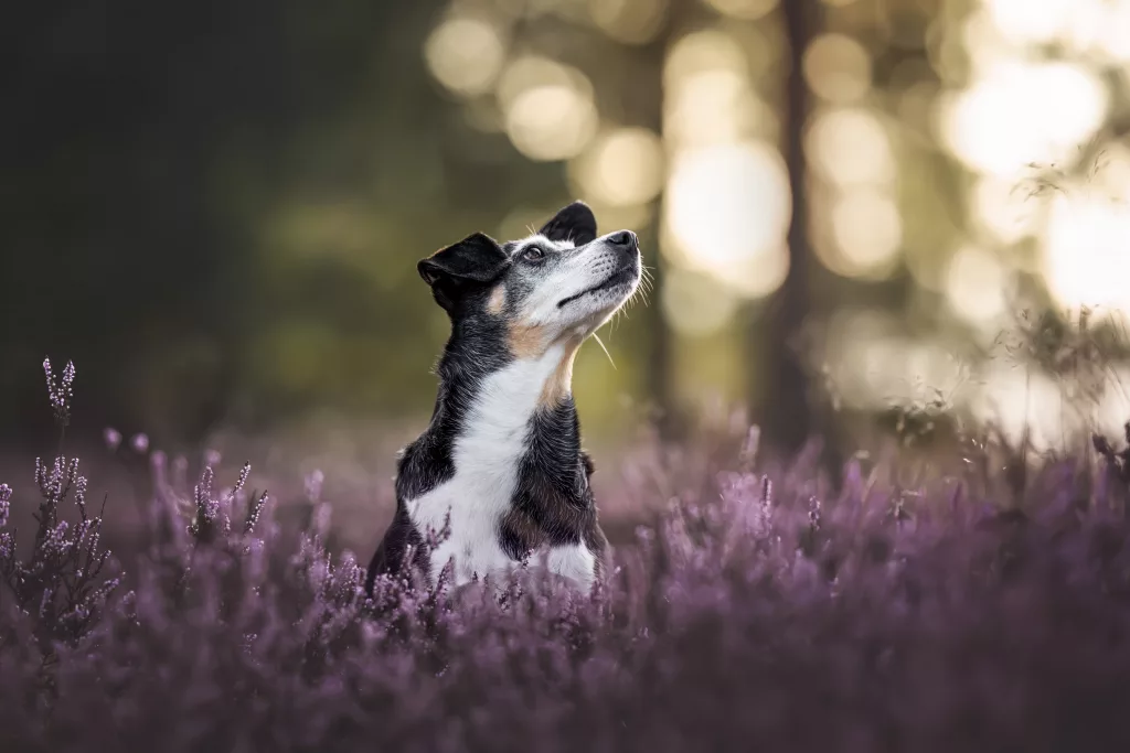 Hundefotografie, Hundefoto, Siegen, Freudenberg, Tierfotografie, Tierfotos