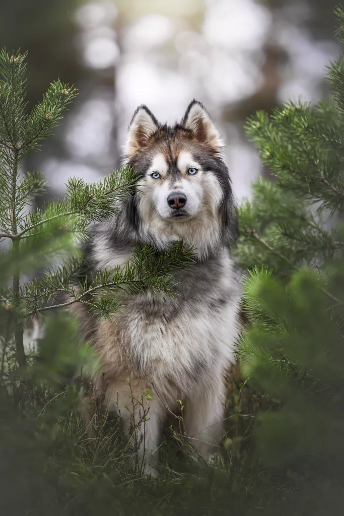 Hundefotografie, Hundefoto, Siegen, Freudenberg, Tierfotografie, Tierfotos