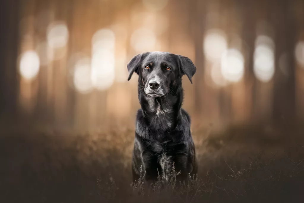 Hundefotografie, Hundefoto, Siegen, Freudenberg, Tierfotografie, Tierfotos