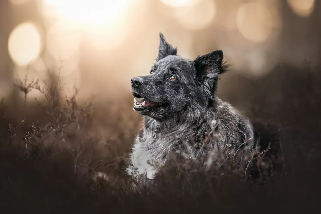 Hundefotografie, Hundefoto, Siegen, Freudenberg, Tierfotografie, Tierfotos